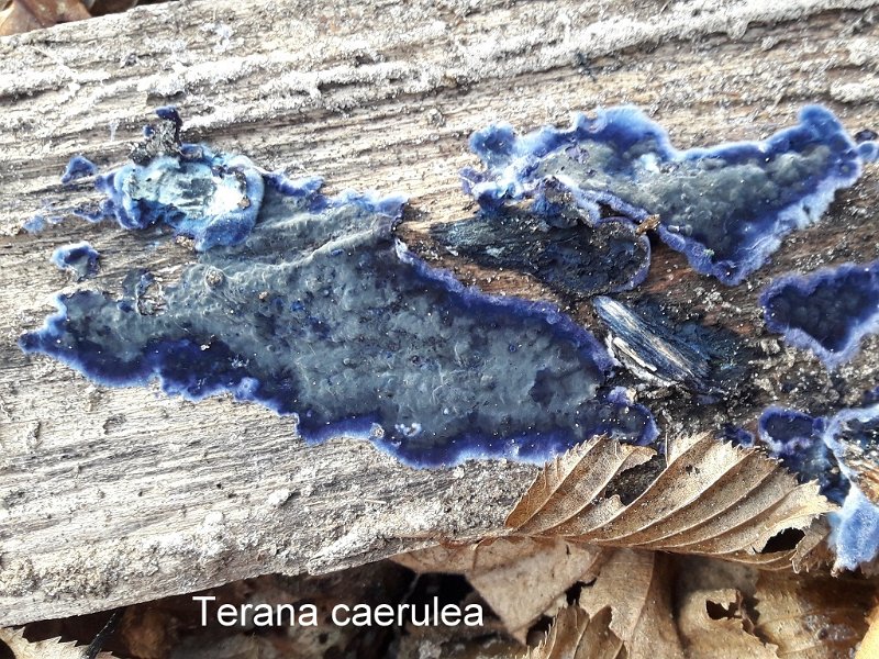 Terana caerulea-amf1609.jpg - Terana caerulea ; Syn1: Pulcherricium caeruleum ; Syn2: Corticium caeruleum ; Nom français: Corticie bleue